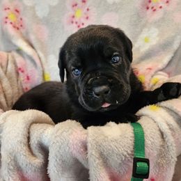 Green Collar - Black male Cane Corso puppy in Pylesville, Maryland from Safe Haven Cane Corso
