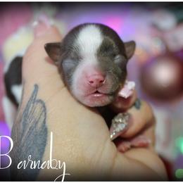 Barnaby - Chocolate, tan and white male Yorkshire Terrier puppy in Warren, Michigan from Danielle's Yorkie & Shih Tzu Babies