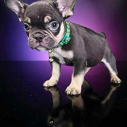 Apollo - Tricolors male French Bulldog puppy in Amarillo, Texas from Bomb City Bulldogs