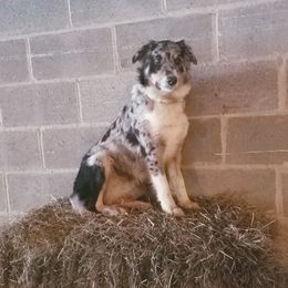 Jules - Australian Shepherd