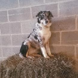 Jules - Australian Shepherd