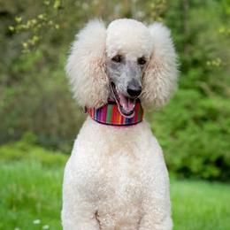 Delilia - Bernedoodle