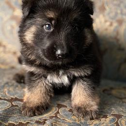 Black collar boy - Bi-color male German Shepherd puppy in Coleta, Illinois from Four Leaf Farm- Vom Vierblättriges Bauernhof