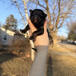 Bashful - Bi-color male German Shepherd puppy in Perrysburg, Ohio from Fancy GSDs