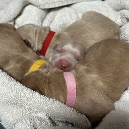 Golden Retriever Puppies from Golden Retrievers of South Carolina