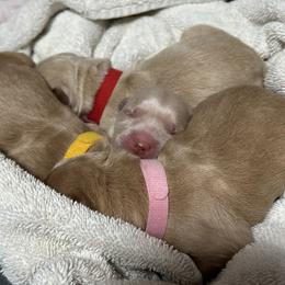 Golden Retriever Puppies from Golden Retrievers of South Carolina