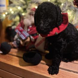 Bernedoodle and Double Doodle Puppies from ETX Dandy Doodle
