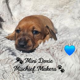 Pooh - Cream male Dachshund puppy in Leesburg, Florida from Mini Doxie Mischief Makers