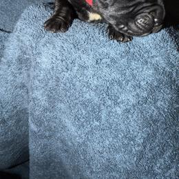 Male 1 - Black male Cane Corso puppy in Pearland, Texas from Lonestar Corso Kennels