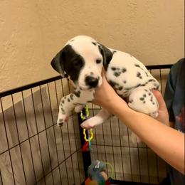 Beorn - White and black male Dalmatian puppy in Conroe, Texas from Saint Rocco's Dalmatians