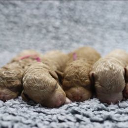Cavapoo and Goldendoodle Puppies from Hearts Full of Puppies