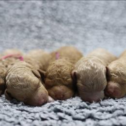 Cavapoo and Goldendoodle Puppies from Hearts Full of Puppies