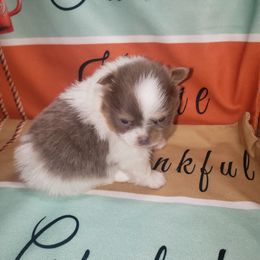 Isabella - Lavender female Pomeranian puppy in Weatherford, Texas from Jeweled Poms