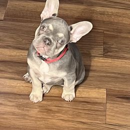 French Bulldog Puppies from Mata’s puppies