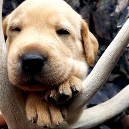 "Dreaming of bucks" Labrador Retriever Puppies from Victory Retrievers
