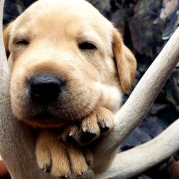 "Dreaming of bucks" Labrador Retriever Puppies from Victory Retrievers