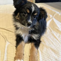 Lilly - Miniature Australian Shepherd puppy from Snick and Lick Adventure Dogs