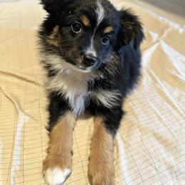 Lilly - Miniature Australian Shepherd puppy from Snick and Lick Adventure Dogs