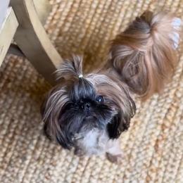 Harley - Shih Tzu
