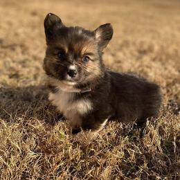 American Corgi and Pembroke Welsh Corgi Puppies from Tori’s Sassy Corgis