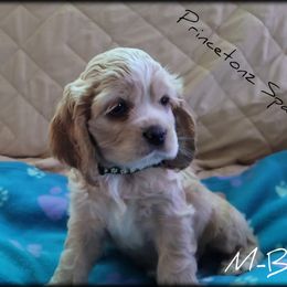 Cocker Spaniel Puppies from -PrincetonzSpanielz-