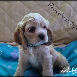 Cocker Spaniel Puppies from -PrincetonzSpanielz-