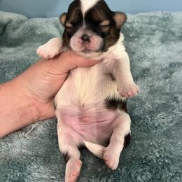 Cuddles - Tricolor male Shih Tzu puppy in Hawthorne, Florida from Simply Southern Shihtzus