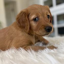 Ms. Light Blue - Dark golden female Golden Retriever puppy in Lake George, Colorado from Floyd Ranch Field Goldens