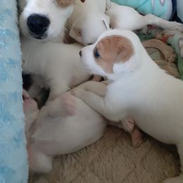 Jack Russell Terrier Puppies from Mischief Managed Jack Russell Terriers