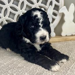 Boy 3 - Black and white male Bernedoodle puppy in Russiaville, Indiana from Pleasant Creek Minibernedoodles