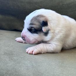 Girl 2 - White and badger female Great Pyrenees puppy in San Diego, California from McCarthy Ranchette LLC