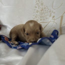 Boy 2 - male Goldendoodle puppy in Waynesboro, Virginia from Forest Creek Kennel