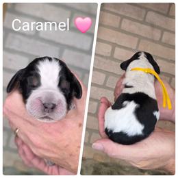 Caramel - Black white and tan female English Springer Spaniel puppy in Freeland, Michigan from McNally's Springer Spaniels
