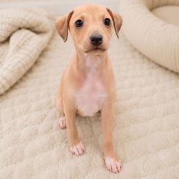 Reeses - White and fawn female Italian Greyhound puppy in Jacksonville, Alabama from Adornare Kennels