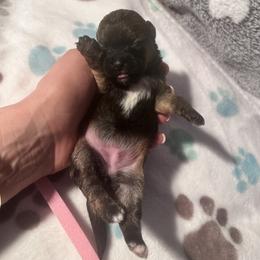 Sweetie. - Brown female Shihpoo puppy in Denver, Colorado from Angel babies