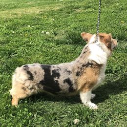 American Corgi and Pembroke Welsh Corgi All Grown Up from Circle D Corgis