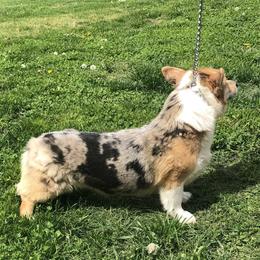 American Corgi and Pembroke Welsh Corgi All Grown Up from Circle D Corgis