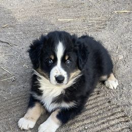 Miniature Australian Shepherd and Toy Australian Shepherd Puppies from Rye Hill Aussies