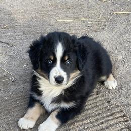 Miniature Australian Shepherd and Toy Australian Shepherd Puppies from Rye Hill Aussies