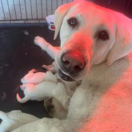 Lepanto - Labrador Retriever