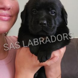 Male - Black male Labrador Retriever puppy in Piñon Hills, California from Sweet As Sugar Labradors