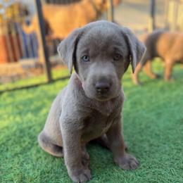Hot pink collar - Silver female Dilute Retriever puppy in Valley Center, California from Stunning Silver Bullets Labradors