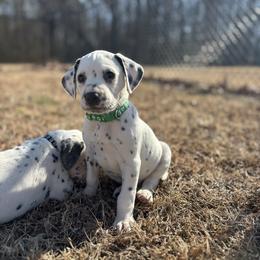 Green collar boy(LUA) - White and black male Dalmatian puppy in Wilson, North Carolina from New Horizonz Dalmatians