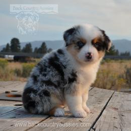 BMM-1 - Blue merle male Miniature American Shepherd puppy in Baker City, Oregon from Back Country Aussies
