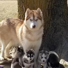 Bess - Siberian Husky