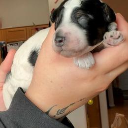 Miles (Red) - Tri-color male Bernedoodle puppy in Peoria, Arizona from Wroth's Paws