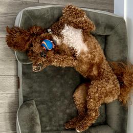 Scout - Goldendoodle