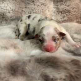 BMF - Blue merle female Australian Shepherd puppy in Greenville, South Carolina from Elusive Australian Shepherds