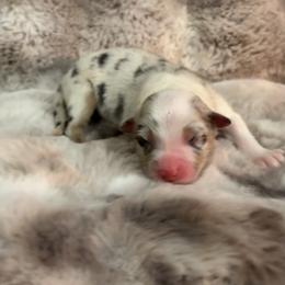 BMF - Blue merle female Australian Shepherd puppy in Greenville, South Carolina from Elusive Australian Shepherds