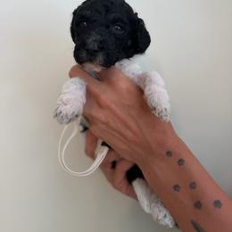 Khaleesi - Parti female Poodle puppy in Ponce De Leon, Florida from Above the Standard Dogs